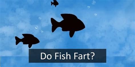 Can Fish Fart