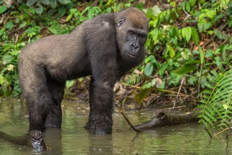 Can Gorillas Swim