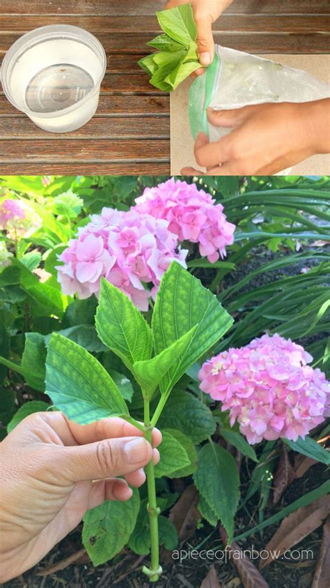 can i repot a hydrangea in bloom