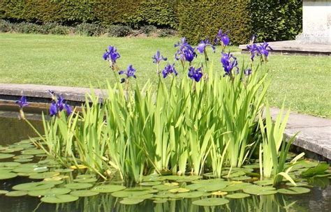 can iris grow in water