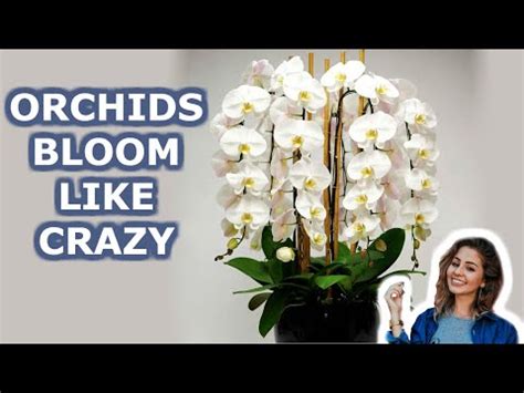 can orchids live without sunlight