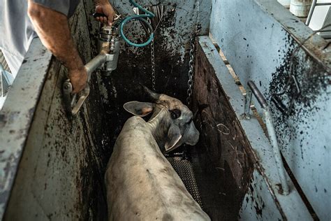 Can Outsource Slaughtering Animals