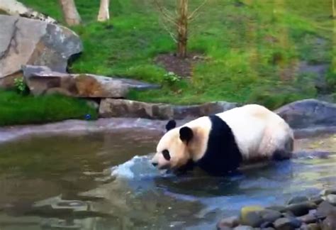 Can Panda Bears Swim