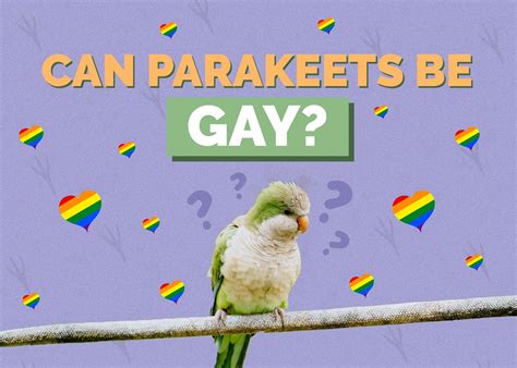 can parakeets be gay
