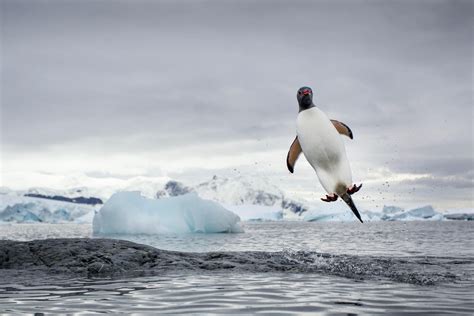 Can Penguins Fly