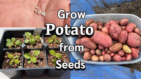 can potatoes be grown from seed