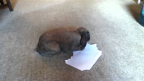 can rabbits chew paper