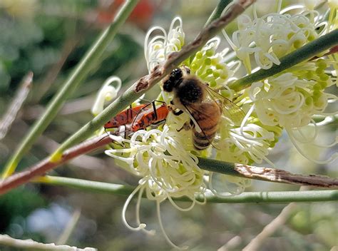 Can Soapberry Bugs Fly