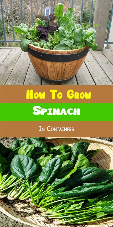 can you grow spinach in containers