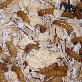 can you keep mealworms and crickets together