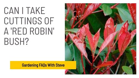 can you take cuttings from photinia (red robin) and plant them