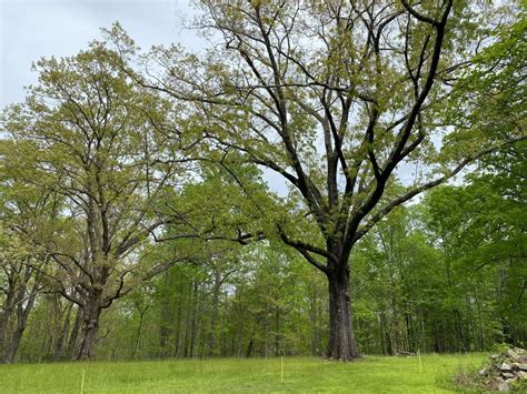 can you trim oak trees in summer