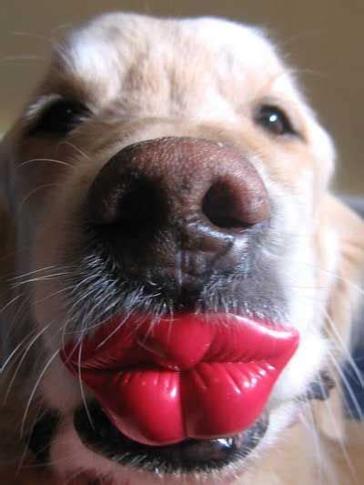 can your lips get bigger from kissing dogs