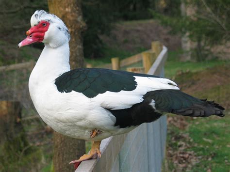 canard - Wiktionary