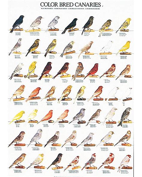 canary colors