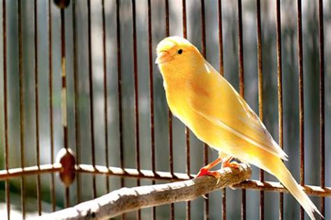 Read Online Canary Pet Zoo 