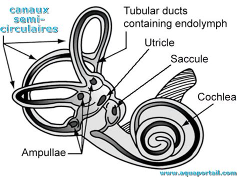 Canaux Semi Circulaire 3d   Anatomie De Loreille Interne Les Canaux Semi Circulaire - Canaux Semi Circulaire 3d