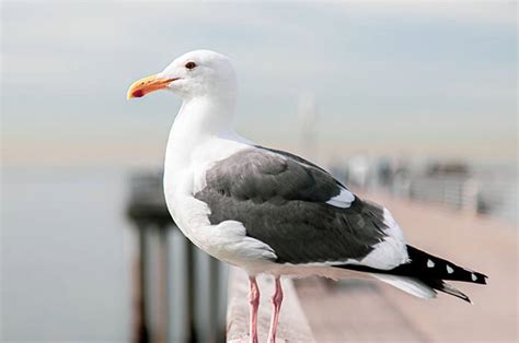 canavar kuş!!!!!!!!!!!! & minecraft YouTube. 