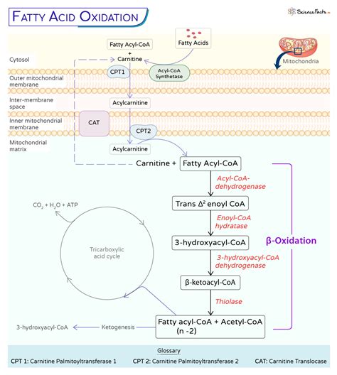 Candida Beta Oxidation