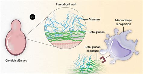 Candida Beta Oxidation Macrophage
