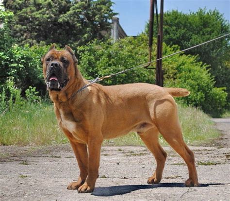 Cane Corso Brown