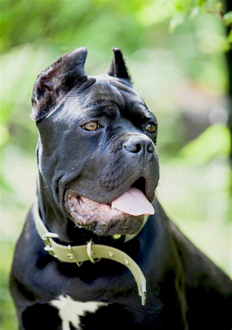 Cane Corso Dog Breed Information Characteristics Daily Paws Korsa - Korsa
