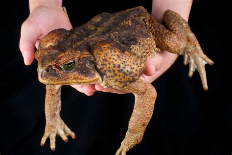cane toad florida