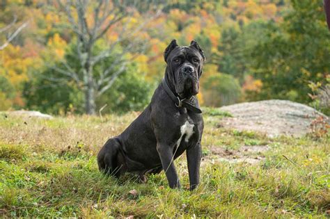 Read Cane Corso 