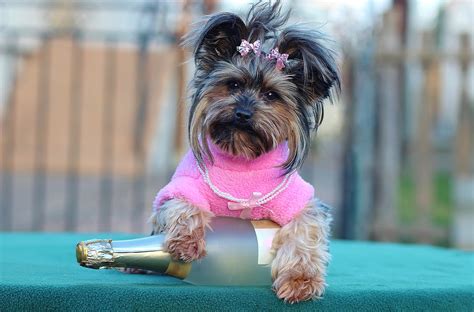 Cani Alla Moda
