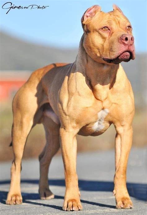cani pitbull ukc