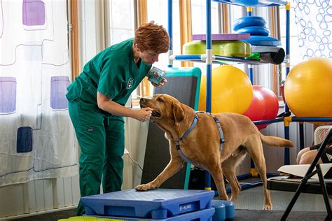 Full Download Canine Rehabilitation And Physical Therapy 