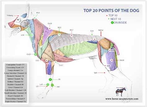 Read Canine Trigger Point Therapy 