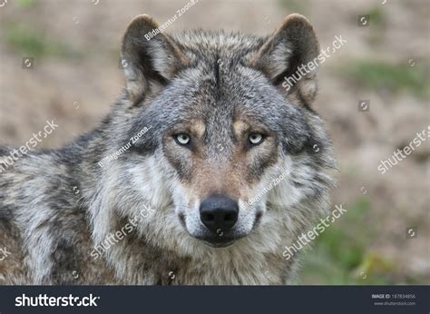 Canis Lupus Wolf