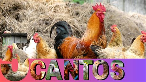 Canto De Galos