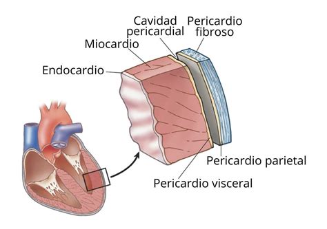 Capas Del Corazon