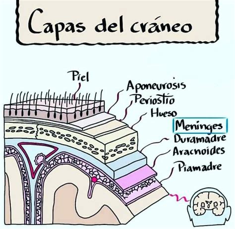 Capas Del Cráneo