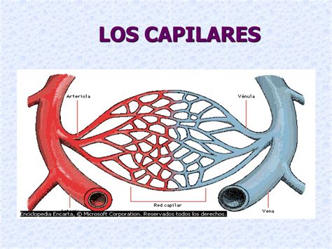 capilares