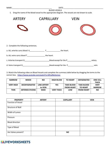 Capillaries Veins Arteries Worksheet Pdf Blood Vessels Worksheet - Blood Vessels Worksheet