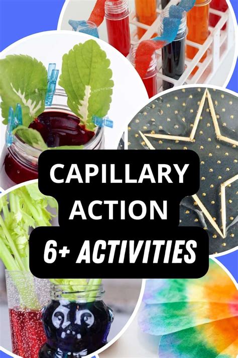 Capillary Action For Kids Little Bins For Little Capillary Action Science Experiment - Capillary Action Science Experiment