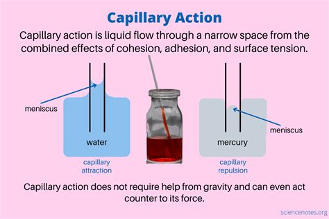 Capillary Action What It Is And How It Capillary Action Science Experiment - Capillary Action Science Experiment