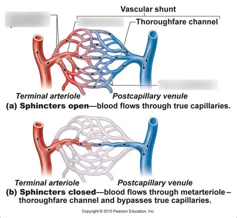 capillary bed Diagram Quizlet