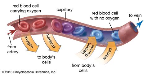 Capillary Diagram