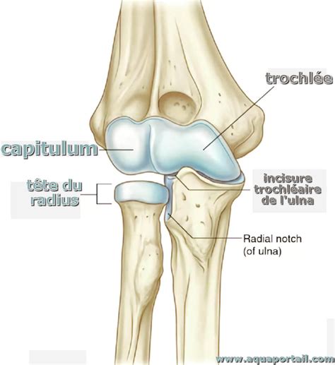 Capitulum Of The Humerus