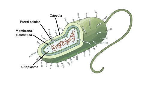 Capsula En Bacterias