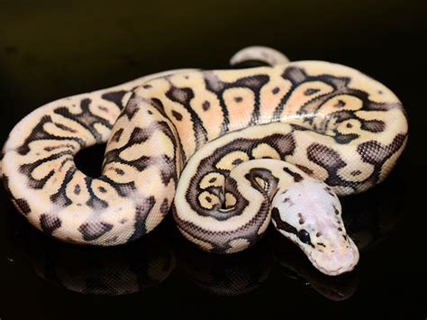 captive bred ball pythons rare color and pattern morphs Ball python