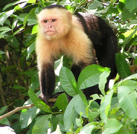 Capuchin Monkey Monkey