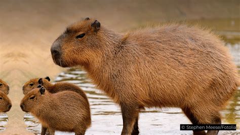 capybara | What is a capybara Twinkl Teaching Wiki