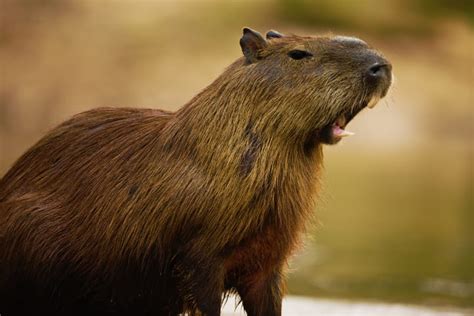 capybara florida