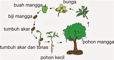 cara berkembang biak tumbuhan mangga