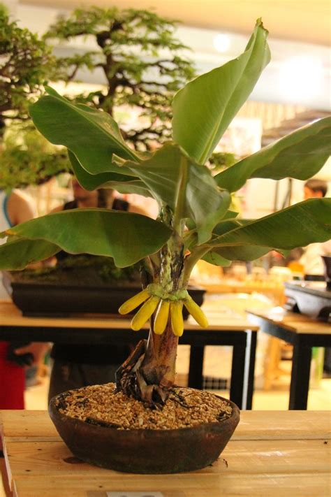 cara buat bonsai pohon pisang